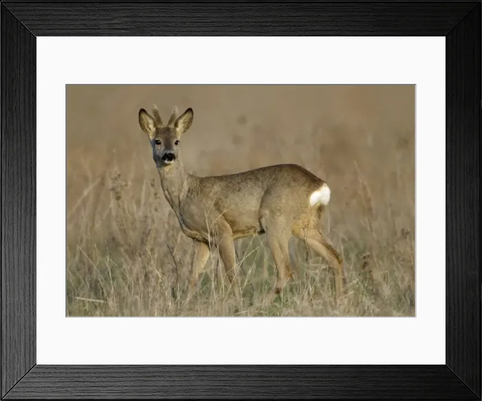 Framed Print : Roe Deer- buck with velvet on horns, alert, Neusiedler See NP, Austria Framed Print : Roe Deer- buck with velvet on horns, alert, Neusiedler See NP, Austria