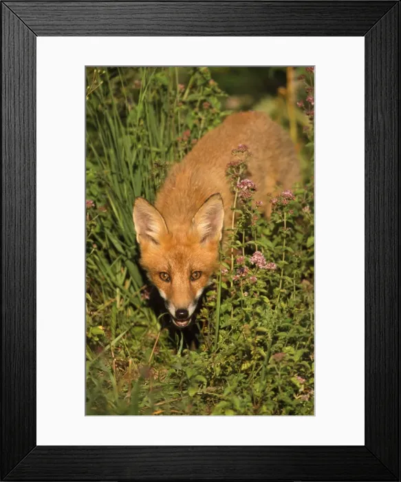 Framed Print : European Fox - young Framed Print : European Fox - young