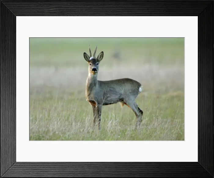 Framed Print : Roe Deer- buck with white tuft on head, alert, Neusiedler See NP, Austria Framed Print : Roe Deer- buck with white tuft on head, alert, Neusiedler See NP, Austria
