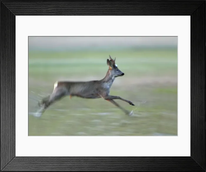 Framed Print : Roe Deer- buck running through water meadow, Neusiedler See NP, Austria Framed Print : Roe Deer- buck running through water meadow, Neusiedler See NP, Austria