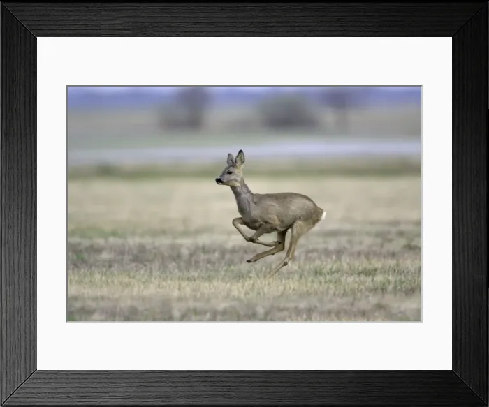 Framed Print : Roe Deer- doe in flight, Neusiedler See NP, Austria Framed Print : Roe Deer- doe in flight, Neusiedler See NP, Austria