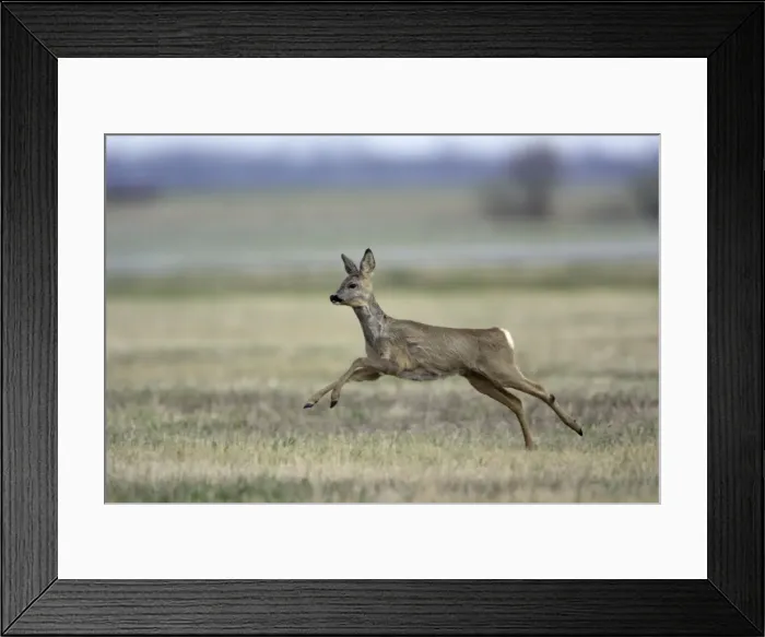 Framed Print : Roe Deer- doe in flight, Neusiedler See NP, Austria Framed Print : Roe Deer- doe in flight, Neusiedler See NP, Austria