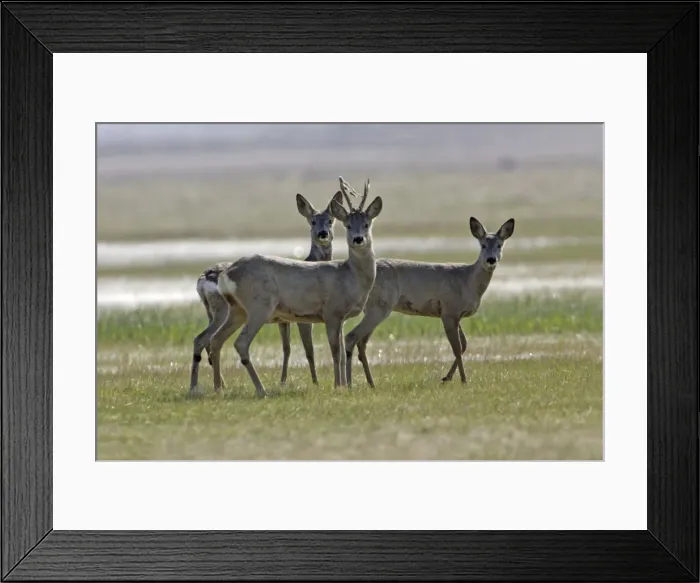 Framed Print : Roe Deer- buck with velvet hanging from horns and 2 does, Neusiedler See NP, Austria Framed Print : Roe Deer- buck with velvet hanging from horns and 2 does, Neusiedler See NP, Austria