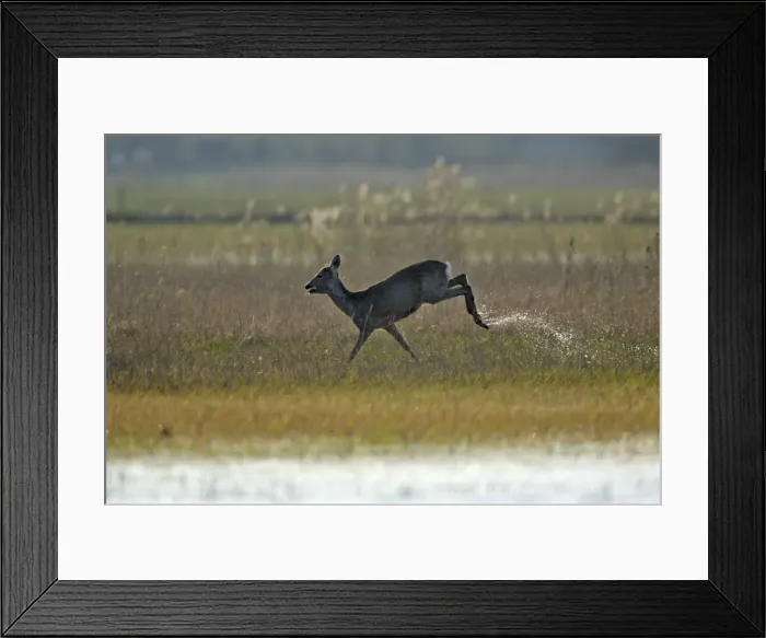 Framed Print : Roe Deer- doe running through marshland, Neusiedler See NP, Austria Framed Print : Roe Deer- doe running through marshland, Neusiedler See NP, Austria