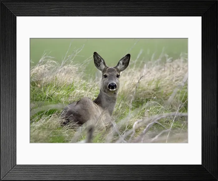 Framed Print : Roe Deer- doe resting, alert, Neusiedler See NP, Austria Framed Print : Roe Deer- doe resting, alert, Neusiedler See NP, Austria