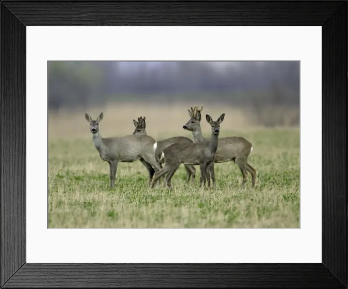Framed Print : Roe Deer- 2 bucks and 2 does, alert, Neusiedler See NP, Austria Framed Print : Roe Deer- 2 bucks and 2 does, alert, Neusiedler See NP, Austria