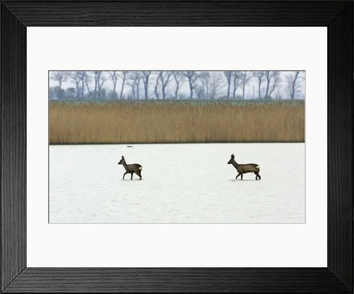 Framed Print : Roe Deer- buck and doe wading through lake, Neusiedler See NP, Austria Framed Print : Roe Deer- buck and doe wading through lake, Neusiedler See NP, Austria
