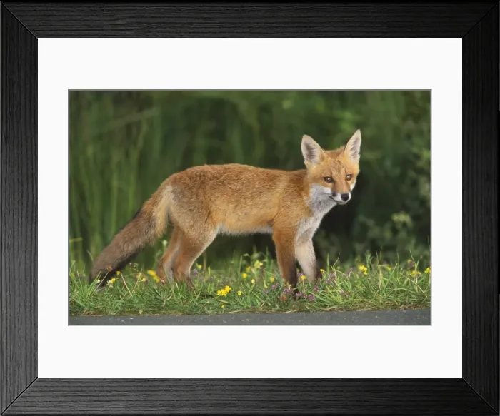 Framed Print : European Fox - young animal on road at dusk, at dusk searching for food Framed Print : European Fox - young animal on road at dusk, at dusk searching for food