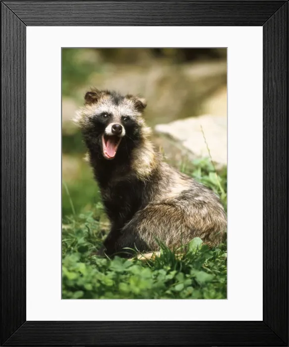 Framed Print : Racoon Dog - young Framed Print : Racoon Dog - young