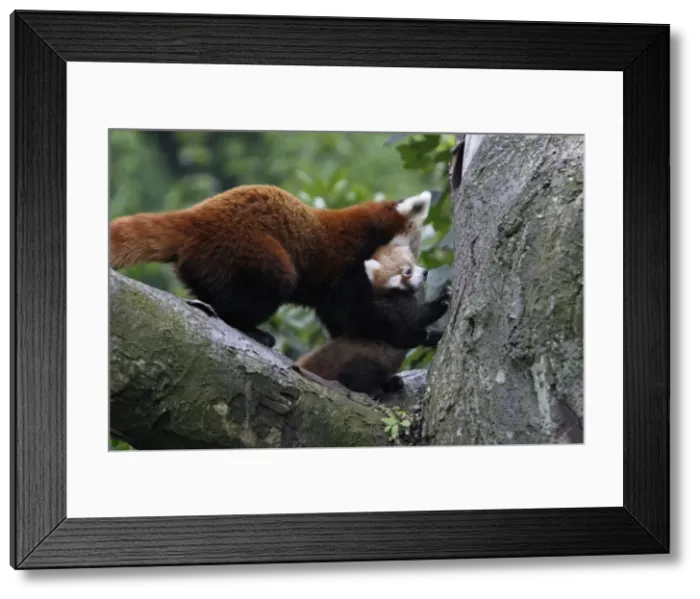 Framed Print : Red Panda / Red Cat-bear - female transporting baby animal, Hessen, Germany Framed Print : Red Panda / Red Cat-bear - female transporting baby animal, Hessen, Germany