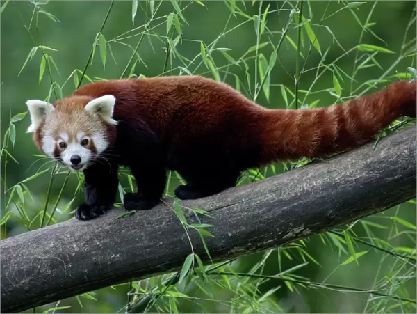 Red Panda  /  Red Cat-bear - animal on tree stem, Hessen, Germany