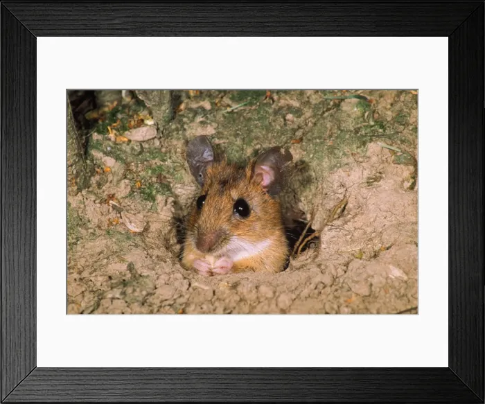 Framed Print : Yellow-necked Mouse - feeding in hole entrance Framed Print : Yellow-necked Mouse - feeding in hole entrance