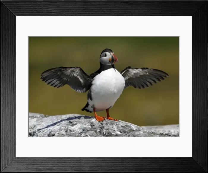 Framed Print : Puffin - bird drying its wings, Farne Islands, Northumberland, England Framed Print : Puffin - bird drying its wings, Farne Islands, Northumberland, England