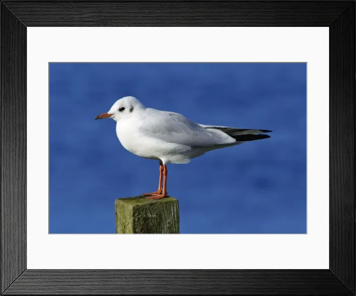 Framed Print : Black-headed Gull - with winter plumage, sitting on post, Northumberland, UK