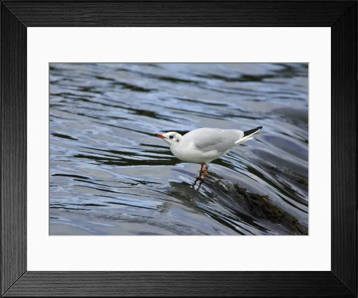 Framed Print : Black-headed Gull - with winter plumage, drinking from river. Northumberland, UK