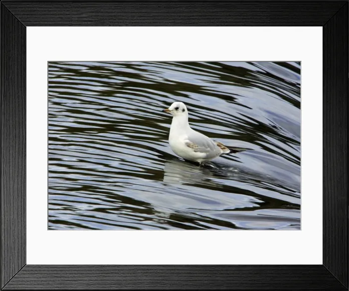 Framed Print : Black-headed Gull - with winter plumage, sitting in river. Northumberland, UK Framed Print : Black-headed Gull - with winter plumage, sitting in river. Northumberland, UK