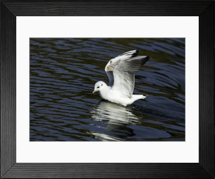 Framed Print : Black-headed Gull - with winter plumage, landing on river. Northumberland, UK Framed Print : Black-headed Gull - with winter plumage, landing on river. Northumberland, UK