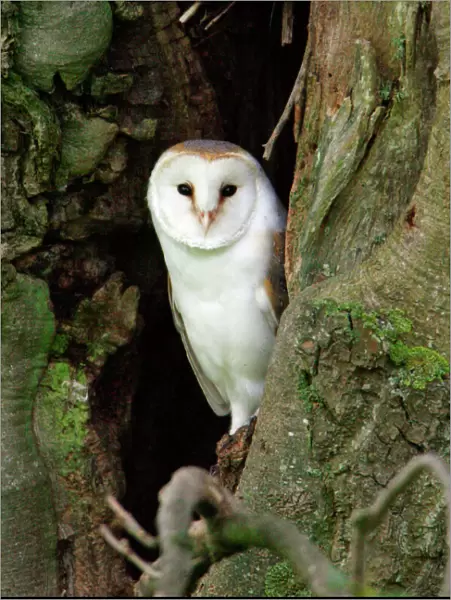 Barn Owl - at entrance of nesting hole, Northumberland, UK