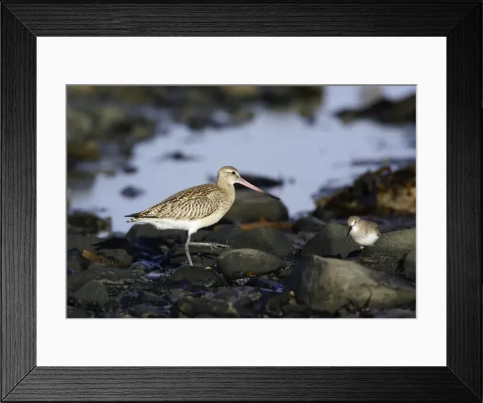 Framed Print : Bar-tailed Godwit - in winter plumage, on coastline. Northumberland, UK Framed Print : Bar-tailed Godwit - in winter plumage, on coastline. Northumberland, UK