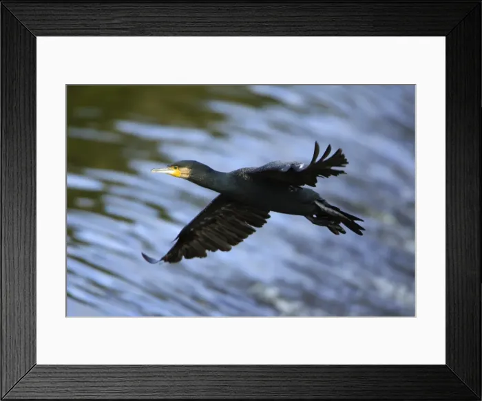 Framed Print : Cormorant - in flight over river, River Aln. Northumberland, UK Framed Print : Cormorant - in flight over river, River Aln. Northumberland, UK