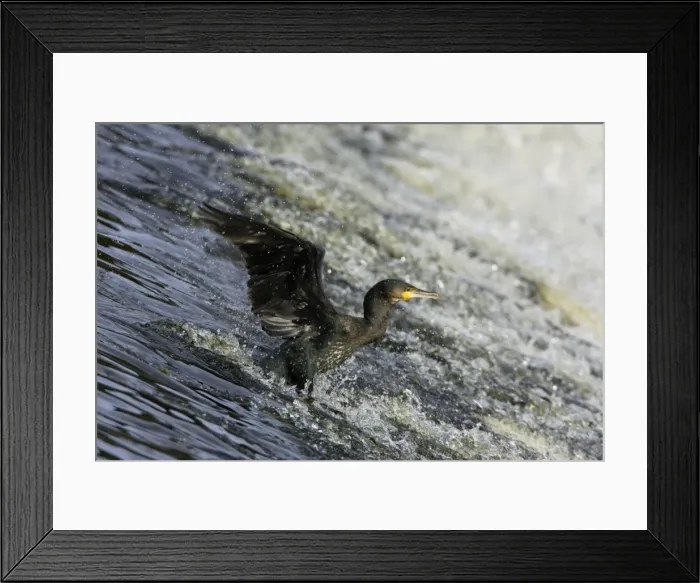 Framed Print : Cormorant - sliding down River Weir. Northumberland, UK Framed Print : Cormorant - sliding down River Weir. Northumberland, UK