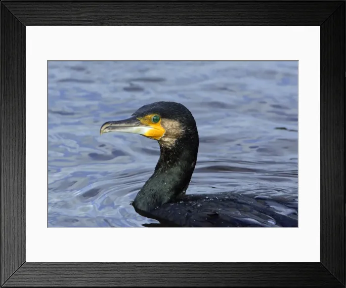 Framed Print : Cormorant - fishing in river, River Aln. Northumberland, UK Framed Print : Cormorant - fishing in river, River Aln. Northumberland, UK