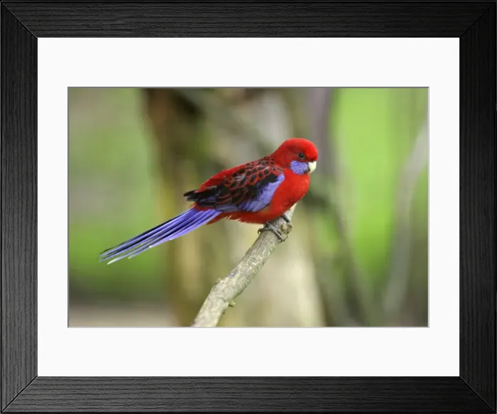 Framed Print : Crimson Rosella - perched on branch. Dortmund, Germany Framed Print : Crimson Rosella - perched on branch. Dortmund, Germany