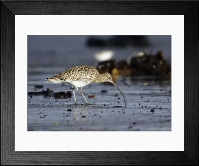 Framed Print : Curlew - feeding on mudflats at low tide in autumn. Northumberland, UK Framed Print : Curlew - feeding on mudflats at low tide in autumn. Northumberland, UK