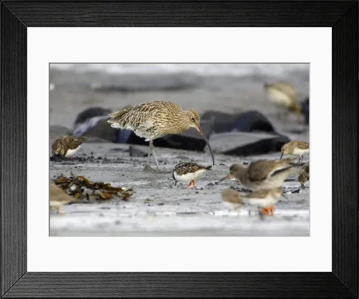 Framed Print : Curlew - feeding on mudflats at low tide in autumn. Northumberland, UK Framed Print : Curlew - feeding on mudflats at low tide in autumn. Northumberland, UK
