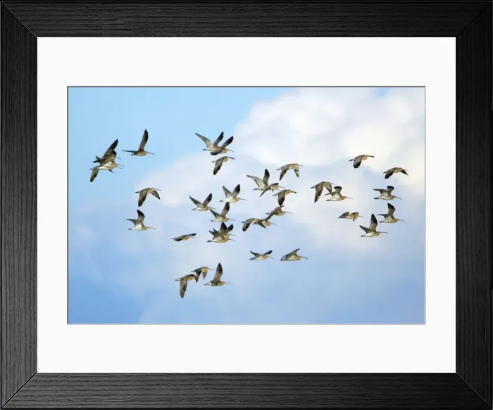 Framed Print : Curlew - flock flying along coast in autumn. Northumberland, UK Framed Print : Curlew - flock flying along coast in autumn. Northumberland, UK