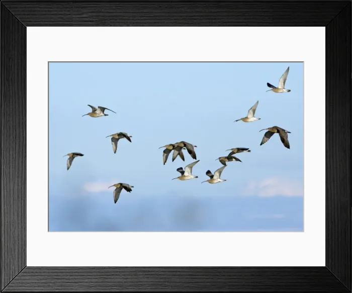 Framed Print : Curlew - flock flying along coast in autumn. Northumberland, UK Framed Print : Curlew - flock flying along coast in autumn. Northumberland, UK
