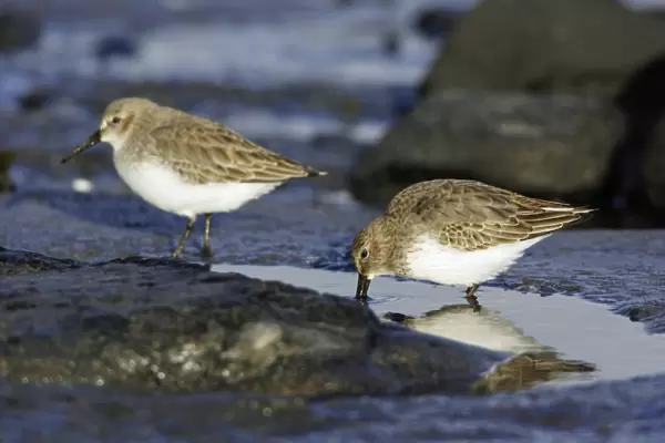 Dunlin - Feeding on coast at low tide, in winter plumage. Northumberland, UK