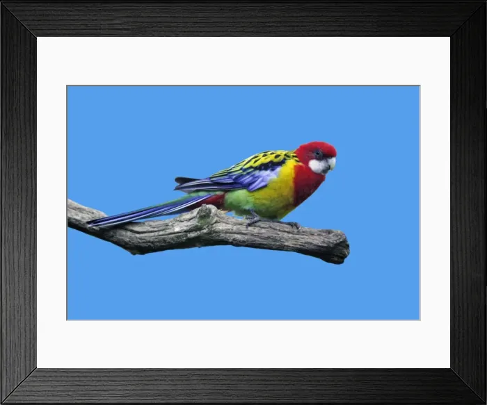 Framed Print : Eastern Rosella - perched on branch Dortmund, Germany Framed Print : Eastern Rosella - perched on branch Dortmund, Germany