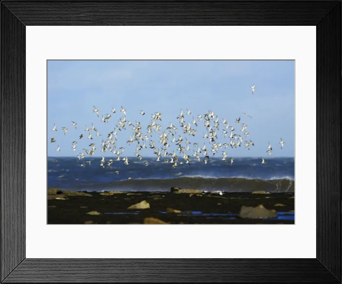 Framed Print : Golden Plover - flock flying along coast in autumn. Northumberland, UK Framed Print : Golden Plover - flock flying along coast in autumn. Northumberland, UK