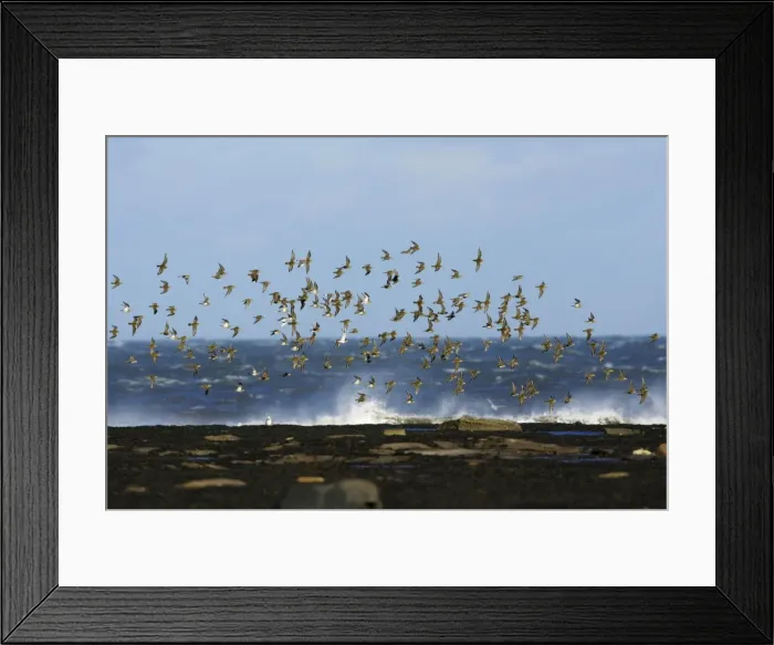 Framed Print : Golden Plover - flock flying along coast in autumn. Northumberland, UK Framed Print : Golden Plover - flock flying along coast in autumn. Northumberland, UK