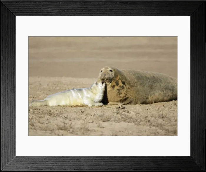 Framed Print : Grey Seal - cow with pup on beach, Donna Nook seal sanctuary. Lincolnshire, UK Framed Print : Grey Seal - cow with pup on beach, Donna Nook seal sanctuary. Lincolnshire, UK