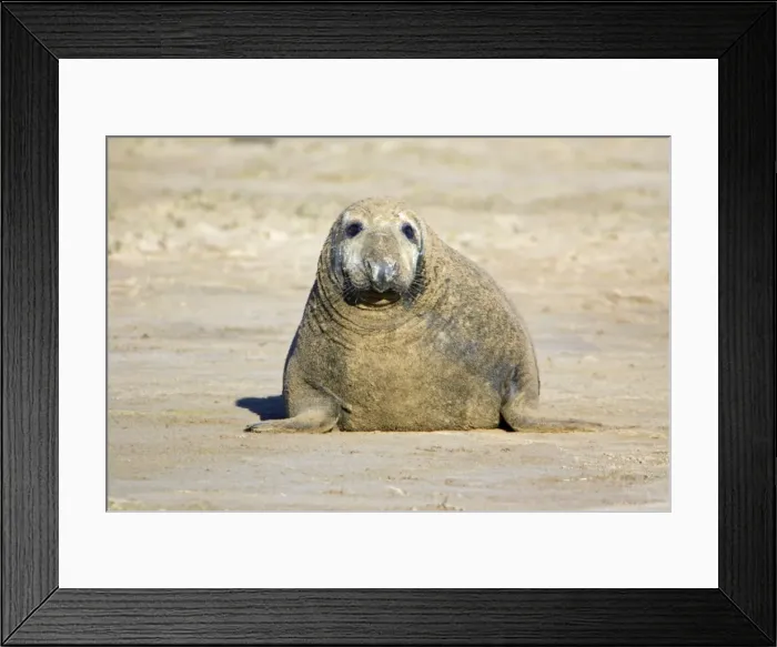 Framed Print : Grey Seal - bull on beach, Donna Nook seal sanctuary. Lincolnshire, UK Framed Print : Grey Seal - bull on beach, Donna Nook seal sanctuary. Lincolnshire, UK