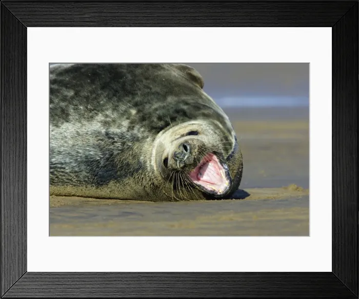 Framed Print : Grey Seal - bull on beach, yawning Donna Nook seal sanctuary, Lincolnshire, UK Framed Print : Grey Seal - bull on beach, yawning Donna Nook seal sanctuary, Lincolnshire, UK