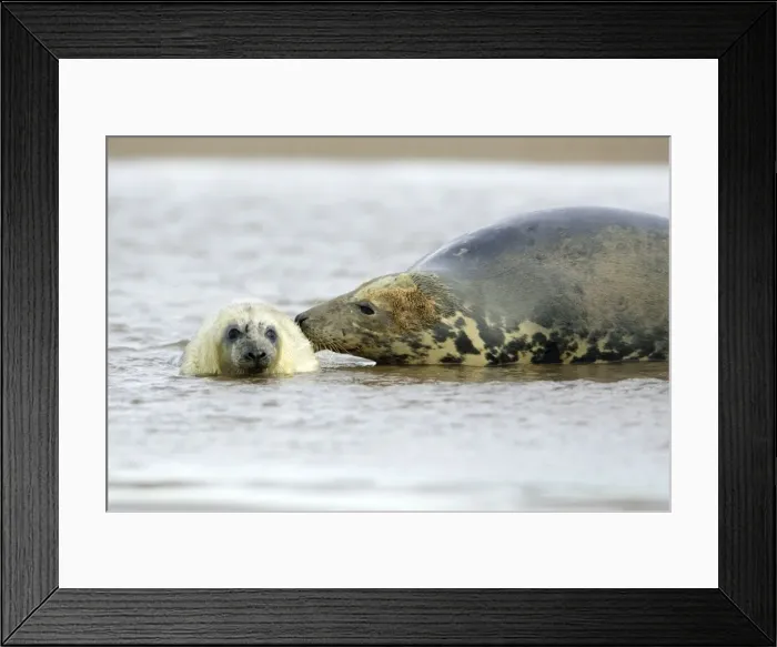 Framed Print : Grey Seal - cow with pup in sea. Donna Nook seal sanctuary, Lincolnshire, UK Framed Print : Grey Seal - cow with pup in sea. Donna Nook seal sanctuary, Lincolnshire, UK