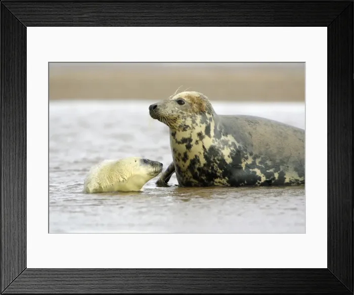 Framed Print : Grey Seal - cow with pup in sea Donna Nook seal sanctuary, Lincolnshire, UK Framed Print : Grey Seal - cow with pup in sea Donna Nook seal sanctuary, Lincolnshire, UK