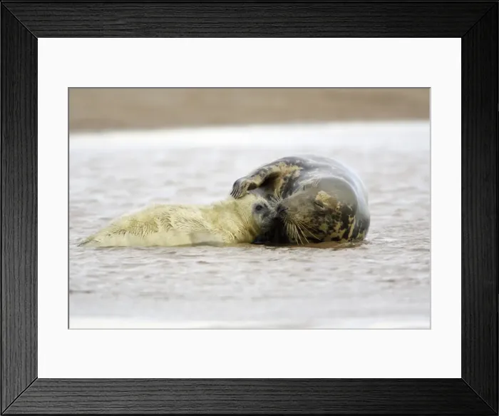Framed Print : Grey Seal - cow with pup in sea, Donna Nook seal sanctuary, Lincolnshire, UK Framed Print : Grey Seal - cow with pup in sea, Donna Nook seal sanctuary, Lincolnshire, UK