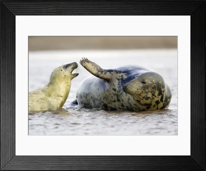 Framed Print : Grey Seal - cow with pup in sea. Donna Nook seal sanctuary, Lincolnshire, UK Framed Print : Grey Seal - cow with pup in sea. Donna Nook seal sanctuary, Lincolnshire, UK