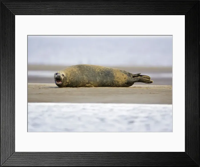 Framed Print : Grey Seal - bull lying on sand-bank Donna Nook seal sanctuary, Lincolnshire, UK