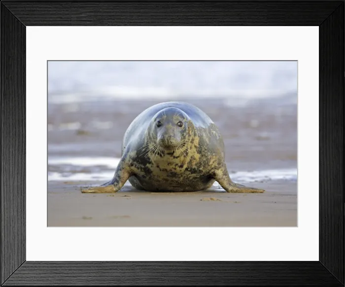 Framed Print : Grey Seal - cow on sand-bank. Donna Nook seal sanctuary, Lincolnshire, UK Framed Print : Grey Seal - cow on sand-bank. Donna Nook seal sanctuary, Lincolnshire, UK