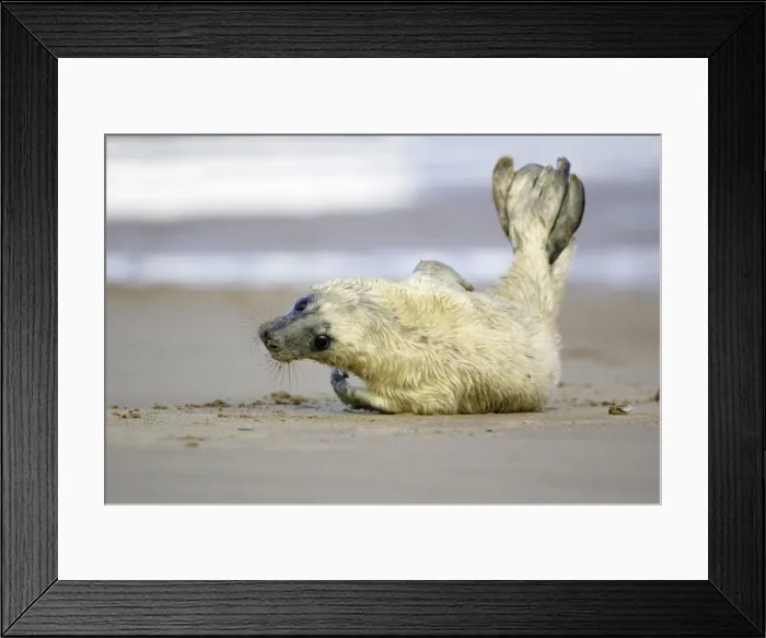Framed Print : Grey Seal - pup on beach, stretching tail Donna Nook seal sanctuary, Lincolnshire, UK Framed Print : Grey Seal - pup on beach, stretching tail Donna Nook seal sanctuary, Lincolnshire, UK
