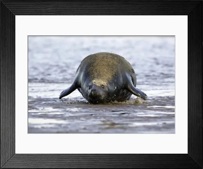Framed Print : Grey Seal - bull hauling itself on to sand-bank. Donna Nook seal sanctuary, Lincolnshire, UK Framed Print : Grey Seal - bull hauling itself on to sand-bank. Donna Nook seal sanctuary, Lincolnshire, UK