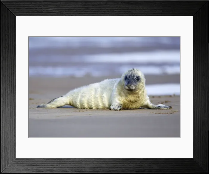 Framed Print : Grey Seal - pup lying on beach Donna Nook seal sanctuary, Lincolnshire, UK Framed Print : Grey Seal - pup lying on beach Donna Nook seal sanctuary, Lincolnshire, UK