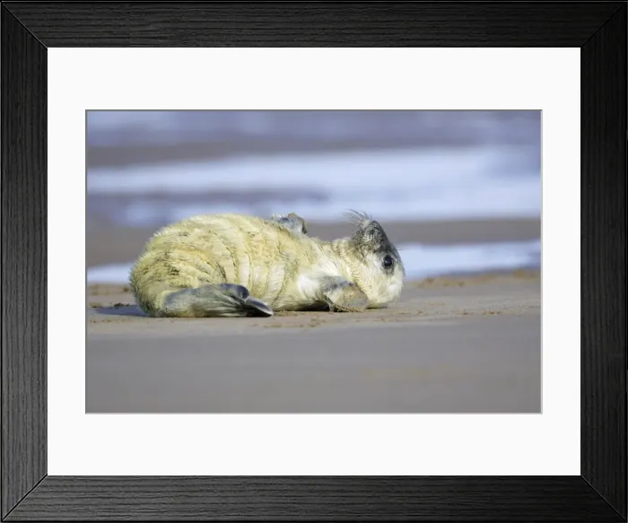 Framed Print : Grey Seal - pup lying on its back. Donna Nook seal sanctuary, Lincolnshire, UK
