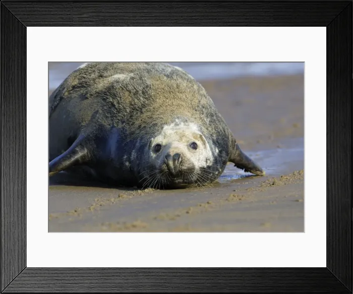 Framed Print : Grey Seal - bull on beach. Donna Nook seal sanctuary, Lincolnshire, UK Framed Print : Grey Seal - bull on beach. Donna Nook seal sanctuary, Lincolnshire, UK