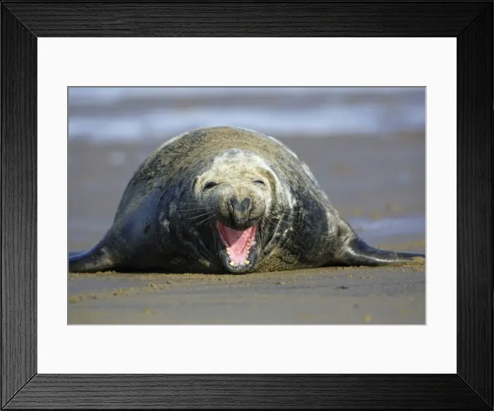 Framed Print : Grey Seal - bull on beach yawning. Donna Nook seal sanctuary, Lincolnshire, UK Framed Print : Grey Seal - bull on beach yawning. Donna Nook seal sanctuary, Lincolnshire, UK